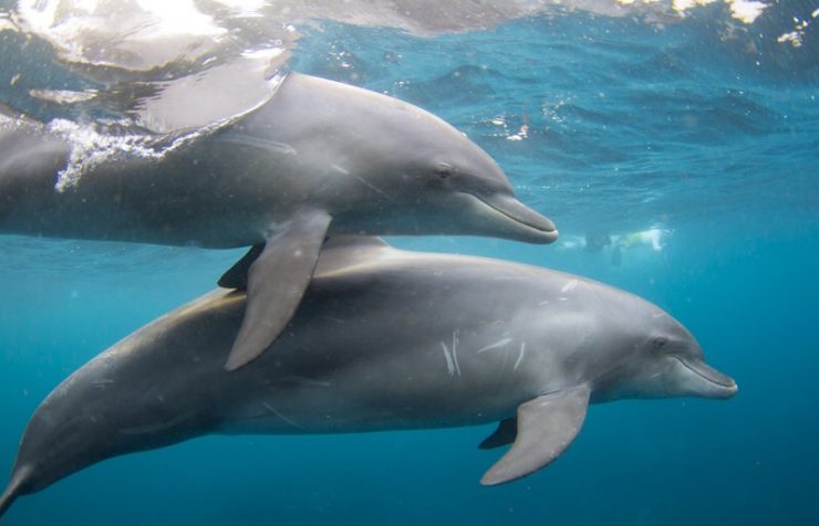 利島ドルフィンスイム