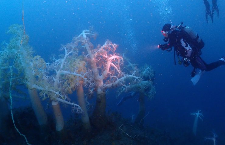 ウミトサカの森